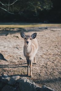 Portrait of an animal