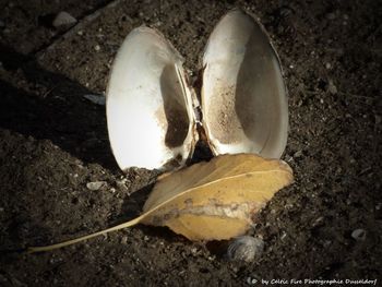 High angle view of lemon slice on rock