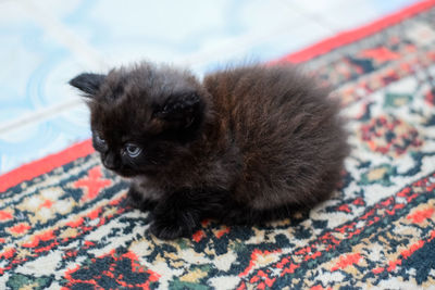 Close-up of kitten relaxing on bed