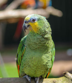 Close-up of parrot perching