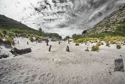 View of birds on land against sky