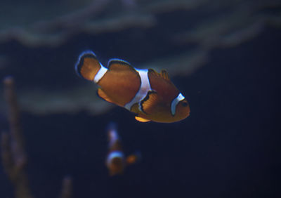 Close-up of fish swimming in sea