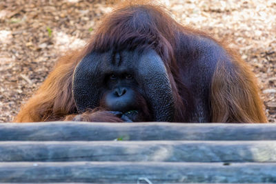 Close-up of a orangutan in zoo