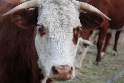 Portrait of cow