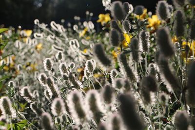 Close-up of flowering plants on field