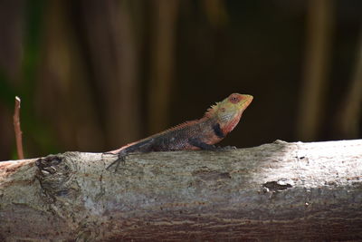 Bearded dragon on fallen tree trunk