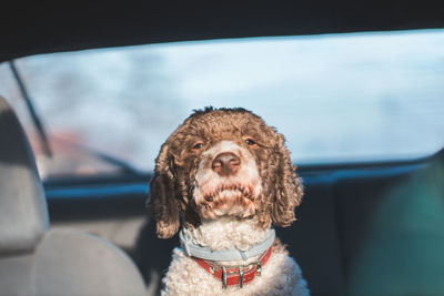Portrait of a dog in car