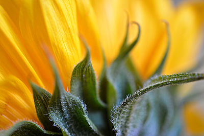 Close-up of orange flowers