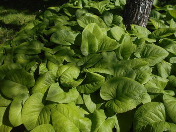 green