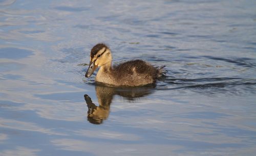 Duck swimming in a lake