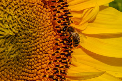 Close-up of bee pollinating on sunflower