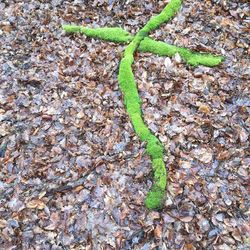 High angle view of lizard on plant