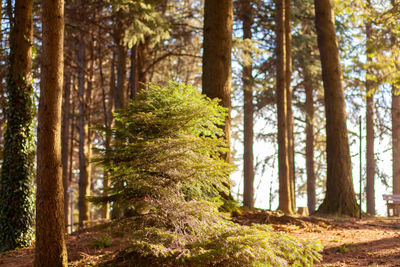 Trees in forest