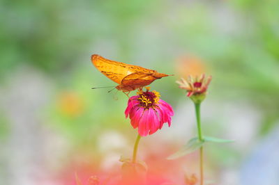 Close-up of butterfly pollinating on flower