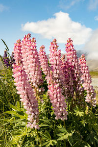 Close-up of pink flowering plant