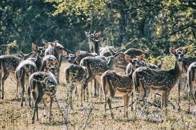 Deer standing in a field