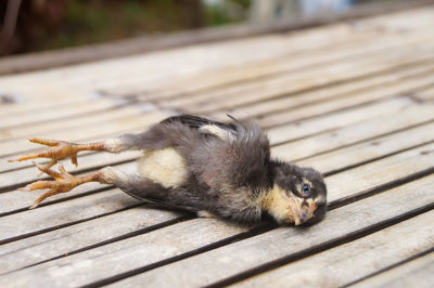 High angle view of a death chick cause salmonellosis bacteria