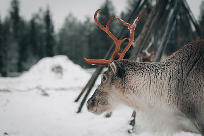 Close-up of deer in snow