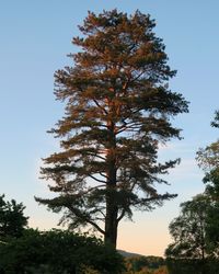 Low angle view of tree against sky during autumn