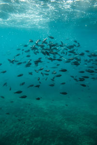Fish swimming in sea