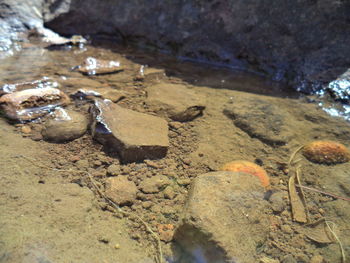 Close-up of crab on sand