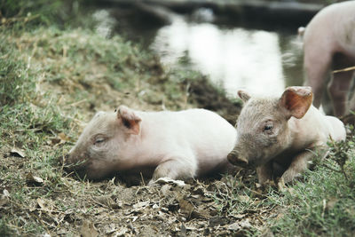 Close-up of sheep