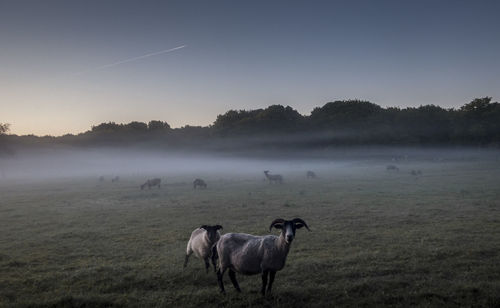 Horses on field against clear sky