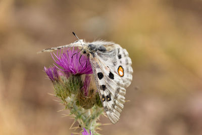 Close-up of butterfly on purple flower