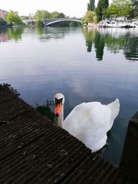 Swan floating on lake