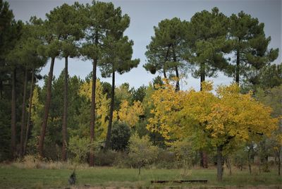 Trees on field during autumn