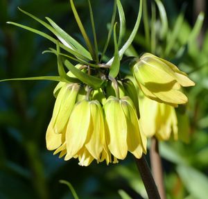 Close-up of yellow flowering plant