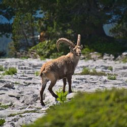 Ibex standing on rock