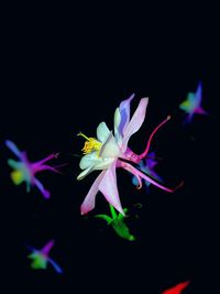 Close-up of purple flowering plant against black background