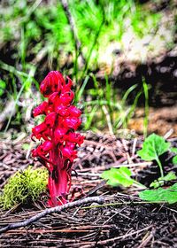 Close-up of red flower on field