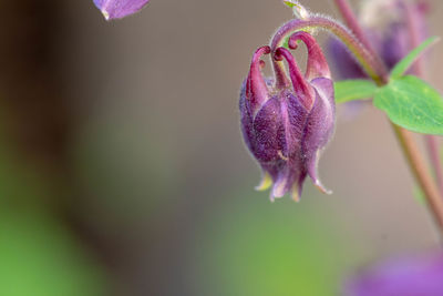 Close-up of pink flower bud