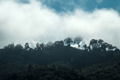 Scenic view of forest against sky