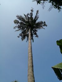 Low angle view of coconut palm tree against clear blue sky