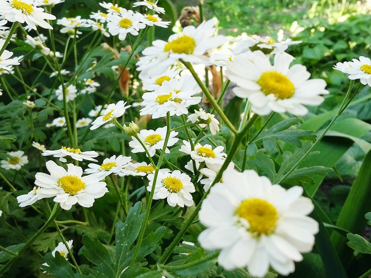 flower, freshness, petal, fragility, growth, flower head, white color, beauty in nature, blooming, daisy, yellow, plant, nature, high angle view, leaf, green color, pollen, field, in bloom, day