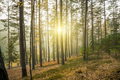Pine trees in forest