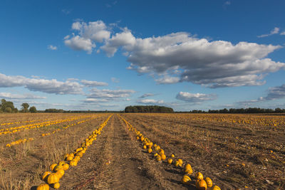 Scenic view of agricultural field against sky