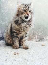 Close-up of a cat looking away