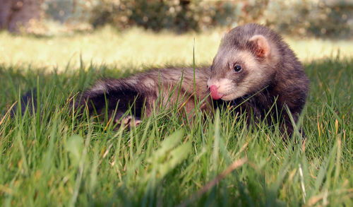 Close-up of weasel resting on grassy field