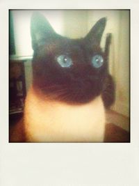 Close-up portrait of cat sitting