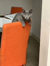 Portrait of cat sitting on floor