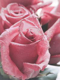Close-up of wet pink rose