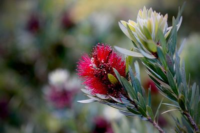 Close-up of red flowering plant