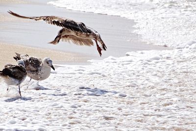 Birds flying over water during winter