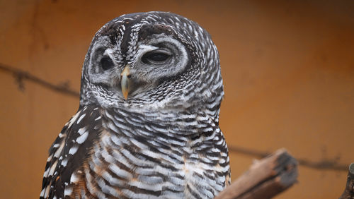 Close-up portrait of owl