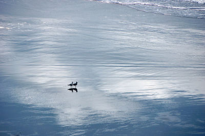 High angle view of seagulls standing in sea