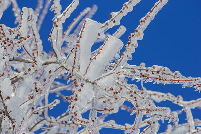 Close-up of frozen plant against blue sky